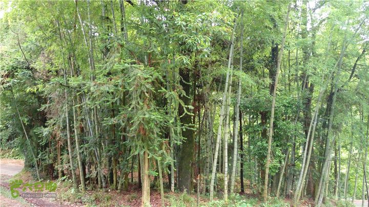 南川古道IMAG1990