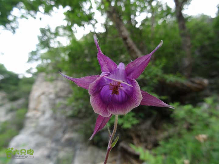 追霞客之20150704河北丰宁窑上→云雾山→台上华北耧斗菜