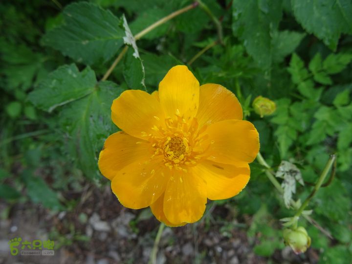 追霞客之20150704河北丰宁窑上→云雾山→台上金莲花1