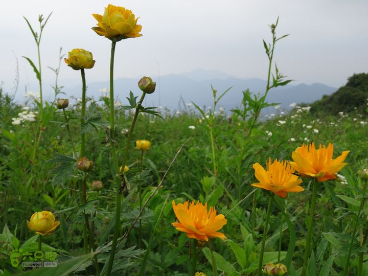 追霞客之20150704河北丰宁窑上→云雾山→台上金莲花9