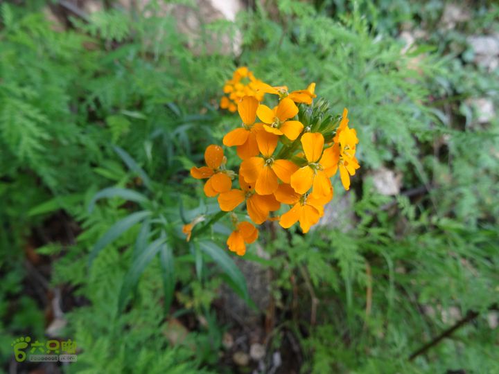 追霞客之20150704河北丰宁窑上→云雾山→台上糖芥2