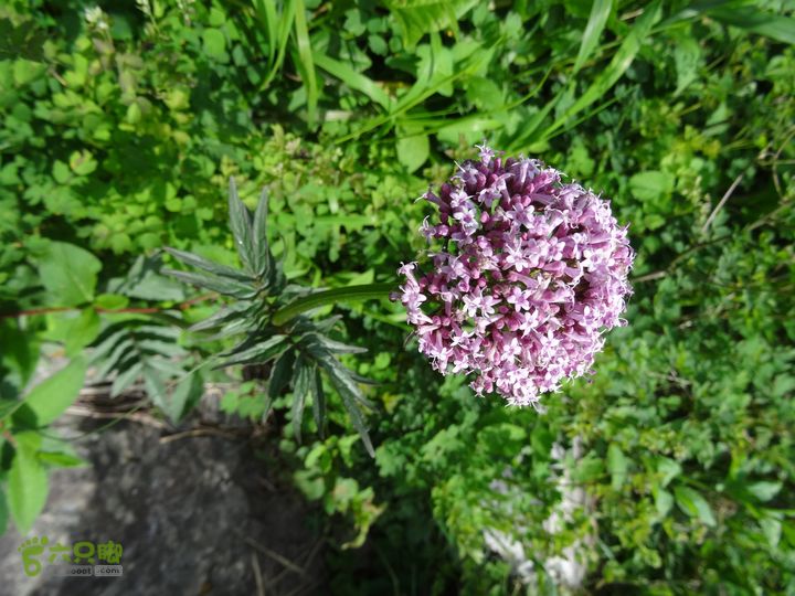 追霞客之20150704河北丰宁窑上→云雾山→台上缬草