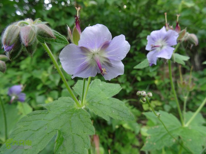 追霞客之20150704河北丰宁窑上→云雾山→台上毛蕊老鹳草