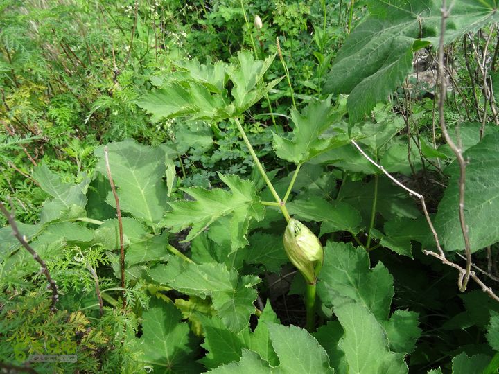 追霞客之20150704河北丰宁窑上→云雾山→台上短毛独活(伞形科)