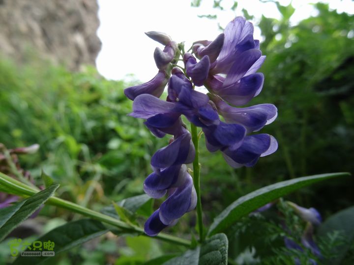 追霞客之20150704河北丰宁窑上→云雾山→台上歪头菜