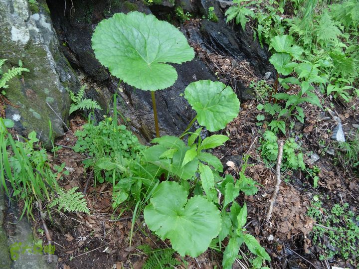 追霞客之20150704河北丰宁窑上→云雾山→台上橐吾