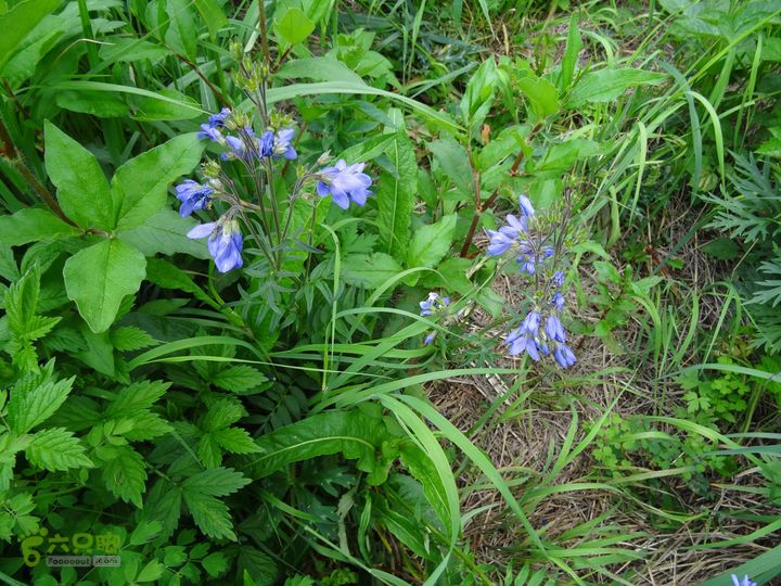 追霞客之20150704河北丰宁窑上→云雾山→台上花荵