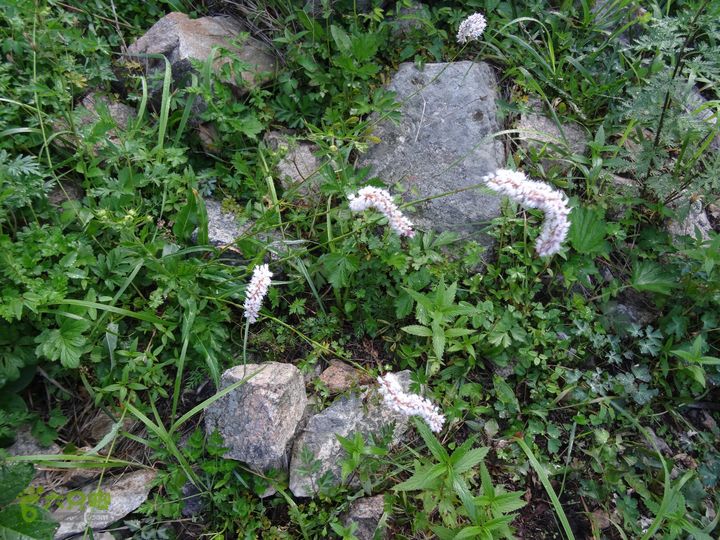 追霞客之20150704河北丰宁窑上→云雾山→台上拳蓼