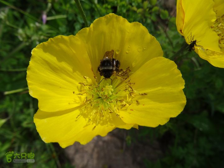 追霞客之20150704河北丰宁窑上→云雾山→台上野罂粟1
