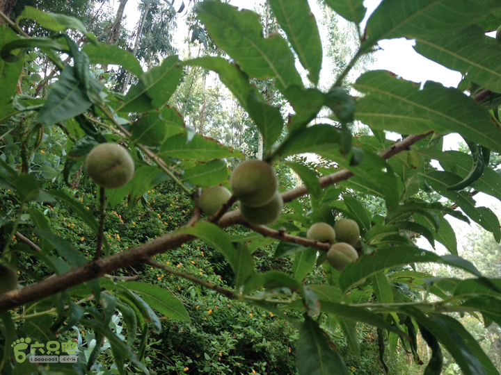 开远～大庄（果花）路边的野桃