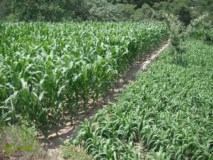 上口-松树沟-车岭-劈破石DSCF4376