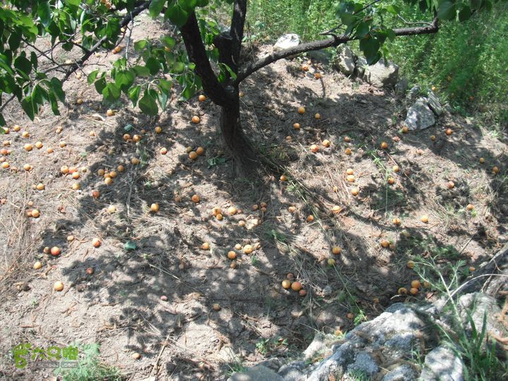 上口-松树沟-车岭-劈破石DSCF4417