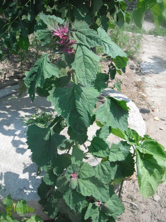 上口-松树沟-车岭-劈破石DSCF4452