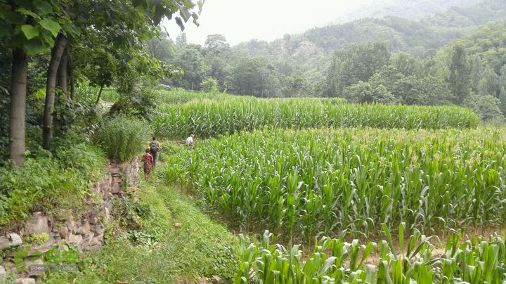 南太行-双底村，马武寨，抱犊村，西连，东连，锡崖沟，驴道，王莽岭，水磨，挂壁公路，郭亮村，罗姐寨，到北官窑。随老乡采苹果