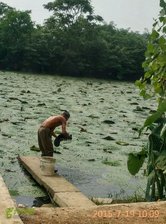 滚子河—府河—澴河2015-07-19 10:09:19