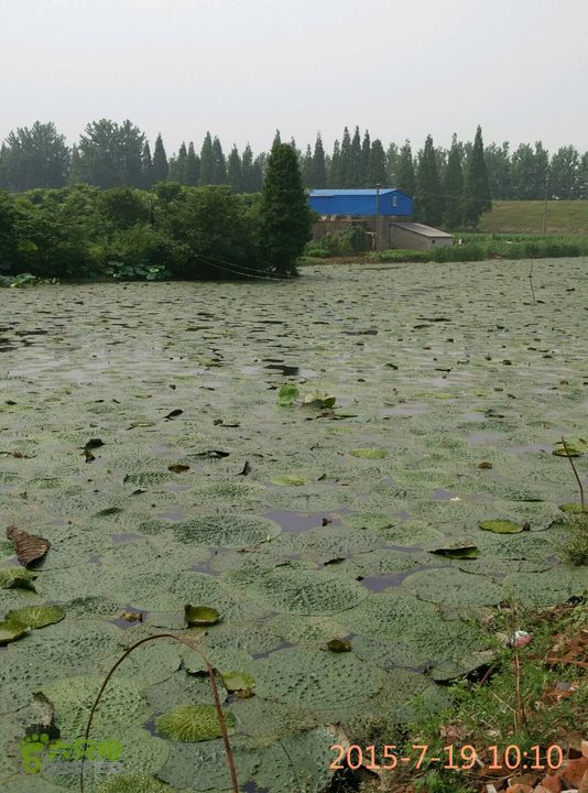 滚子河—府河—澴河2015-07-19 10:10:18