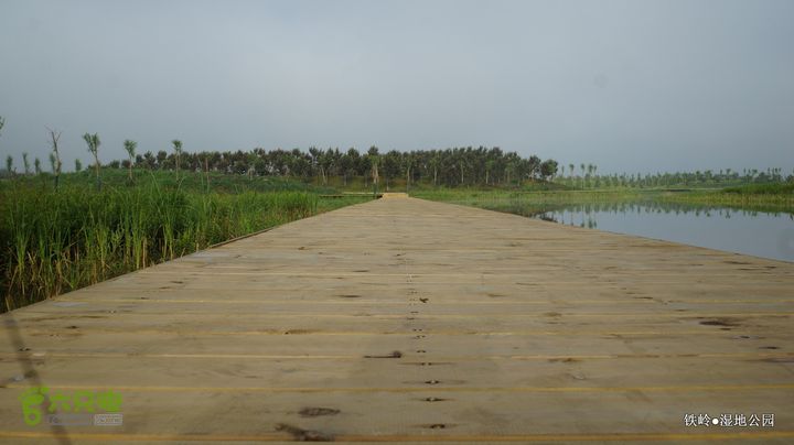 铁岭湿地公园DSC00079-001