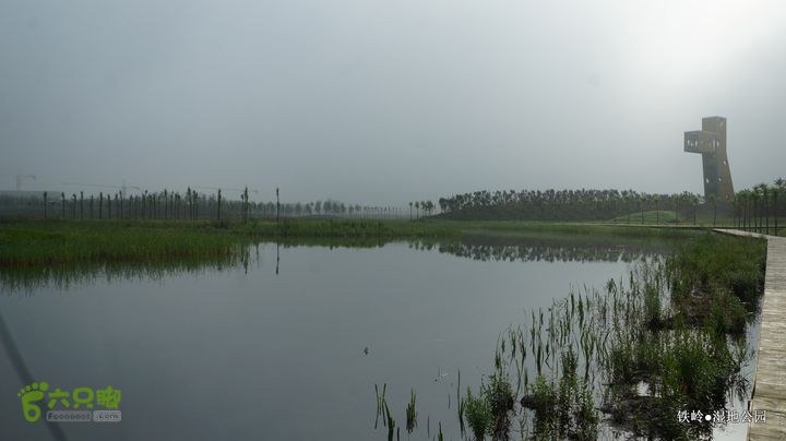 铁岭湿地公园DSC00081-001