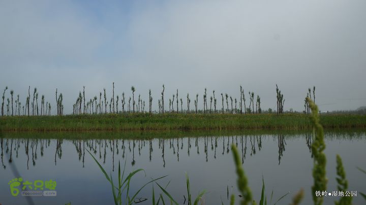 铁岭湿地公园DSC00083-001