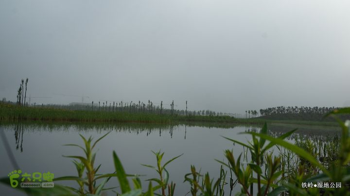 铁岭湿地公园DSC00085-001