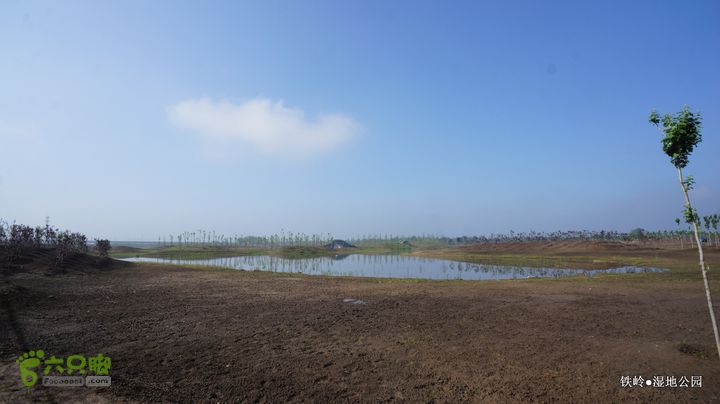 铁岭湿地公园DSC00139-001