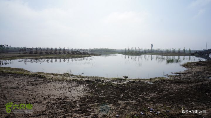 铁岭湿地公园DSC00143-001