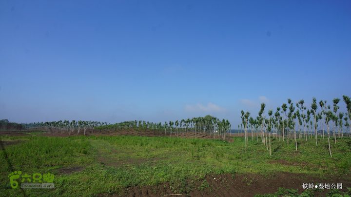 铁岭湿地公园DSC00153-001