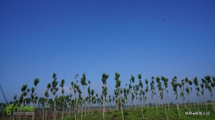 铁岭湿地公园DSC00159-001