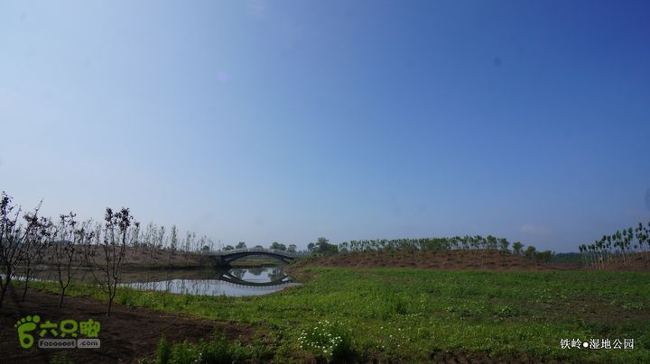 铁岭湿地公园DSC00165-001