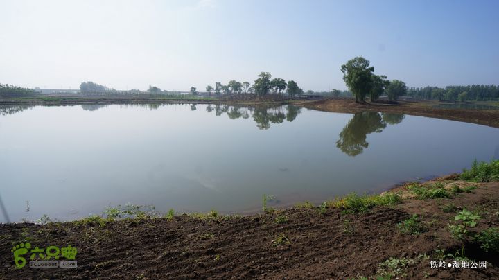 铁岭湿地公园DSC00169-001