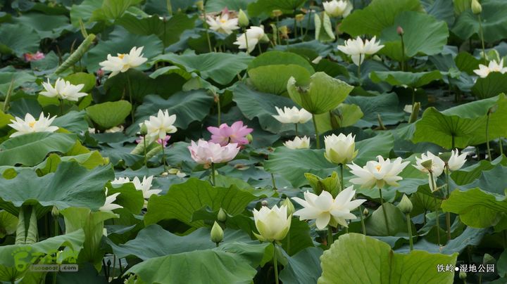 铁岭湿地公园DSC00030