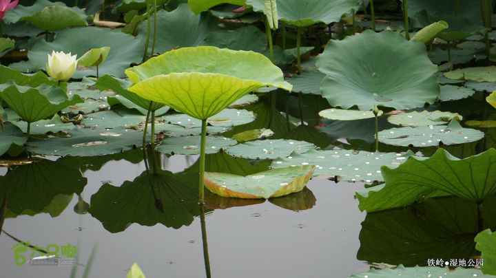 铁岭湿地公园DSC00032