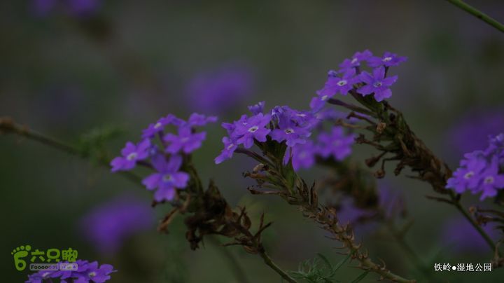 铁岭湿地公园DSC00041