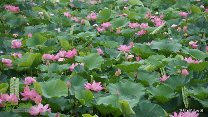 铁岭湿地公园DSC00042