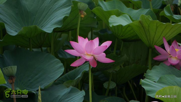 铁岭湿地公园DSC00044