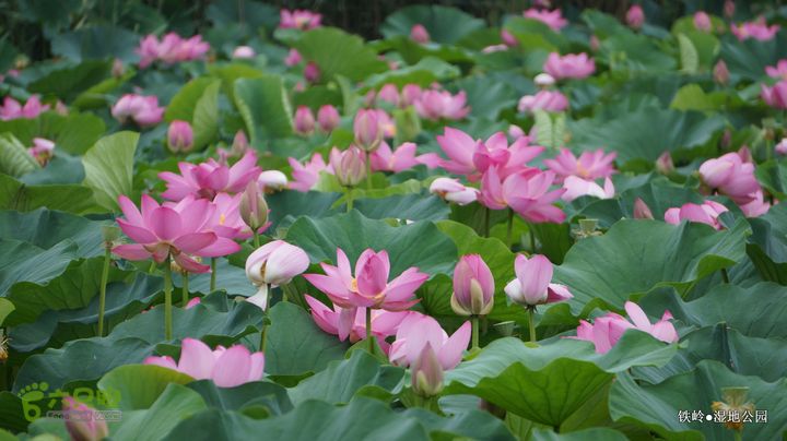 铁岭湿地公园DSC00045