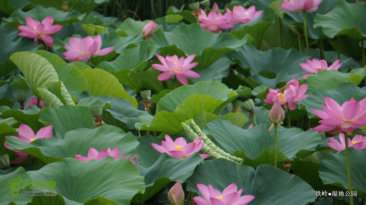 铁岭湿地公园DSC00047