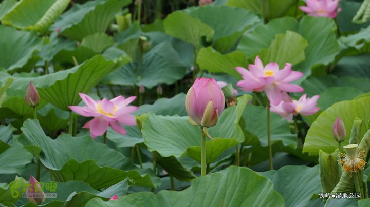铁岭湿地公园DSC00049
