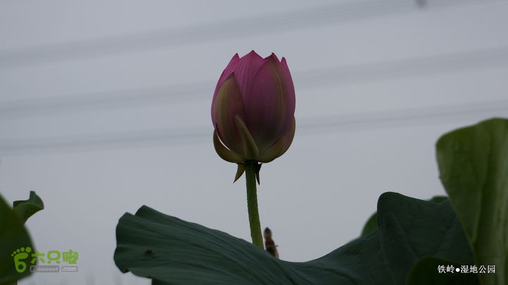 铁岭湿地公园DSC00056