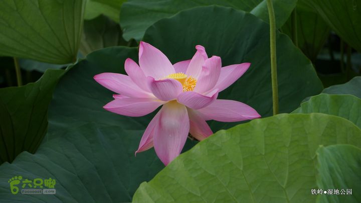 铁岭湿地公园DSC00057