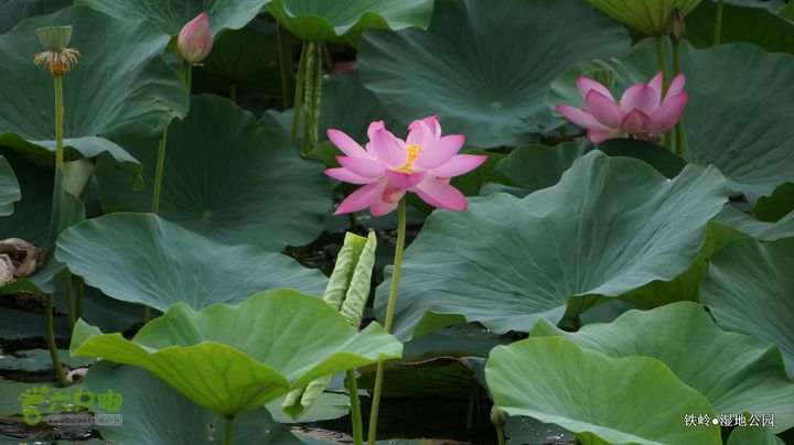 铁岭湿地公园DSC00058