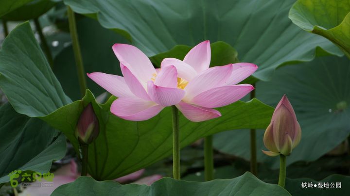 铁岭湿地公园DSC00060