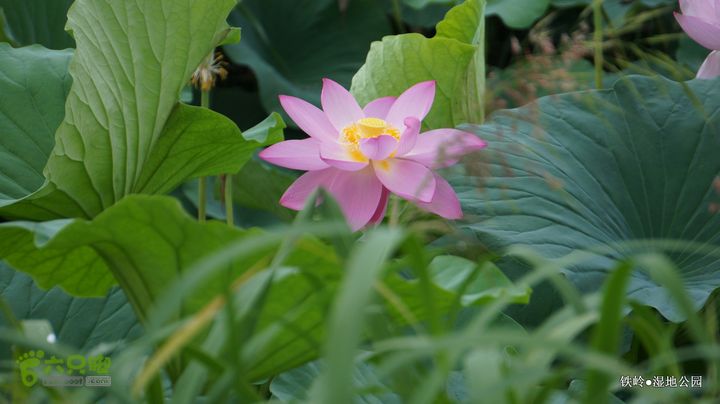 铁岭湿地公园DSC00061