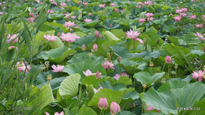 铁岭湿地公园DSC00064