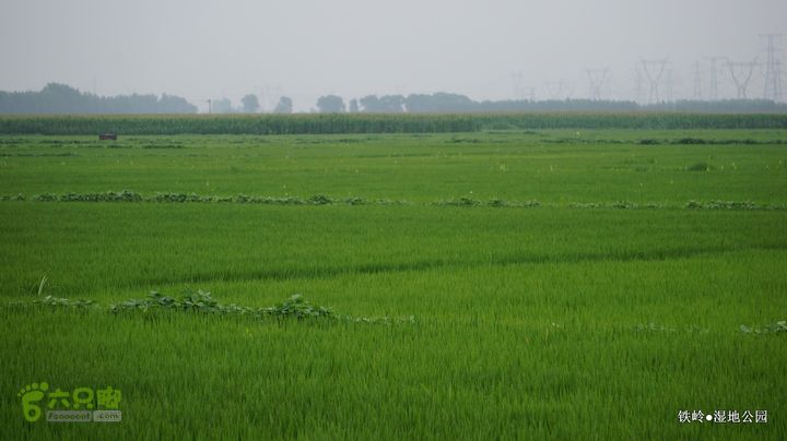 铁岭湿地公园DSC00082