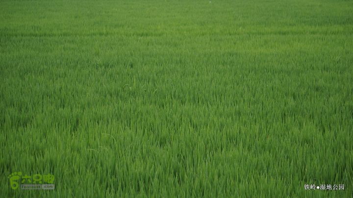 铁岭湿地公园DSC00084