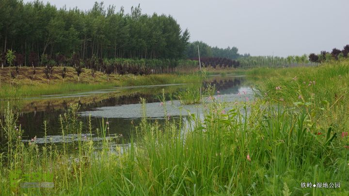 铁岭湿地公园DSC00085