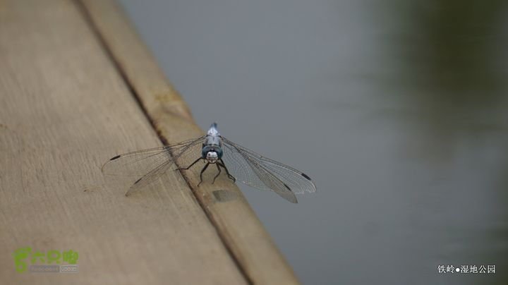 铁岭湿地公园DSC00123