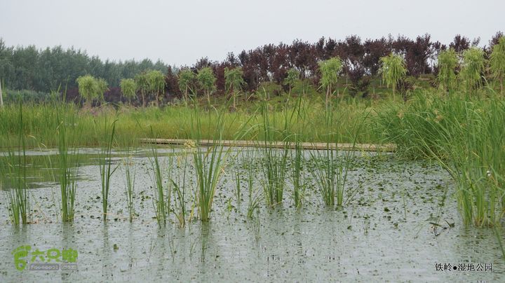 铁岭湿地公园DSC00134