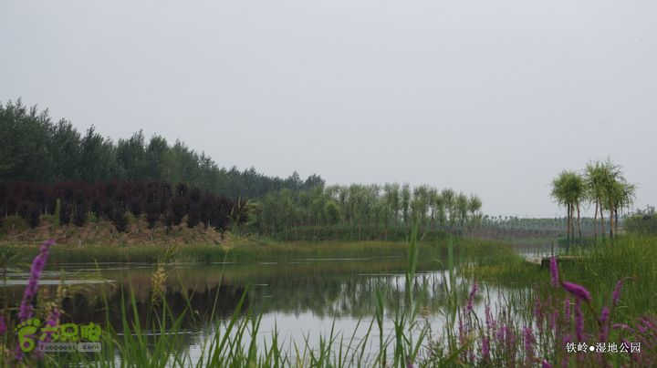 铁岭湿地公园DSC00144